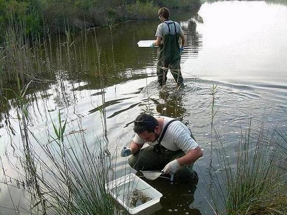 Imagen de Muestreo de macroinvertebrados en la mallada del Racó de l'Olla